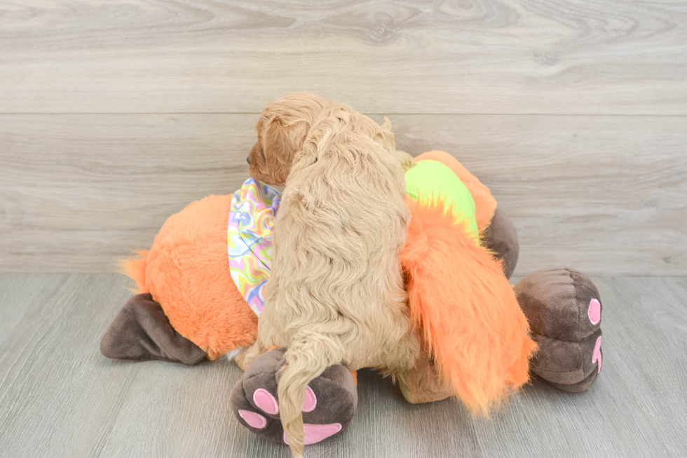 Best Cavapoo Baby