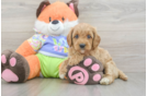 Cavapoo Pup Being Cute
