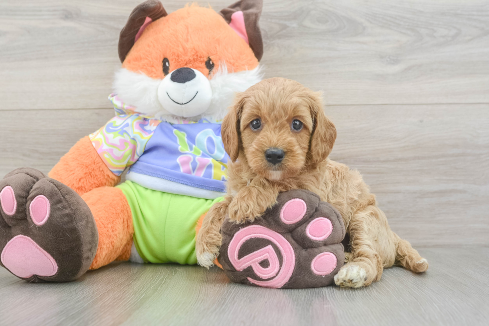 Cavapoo Pup Being Cute