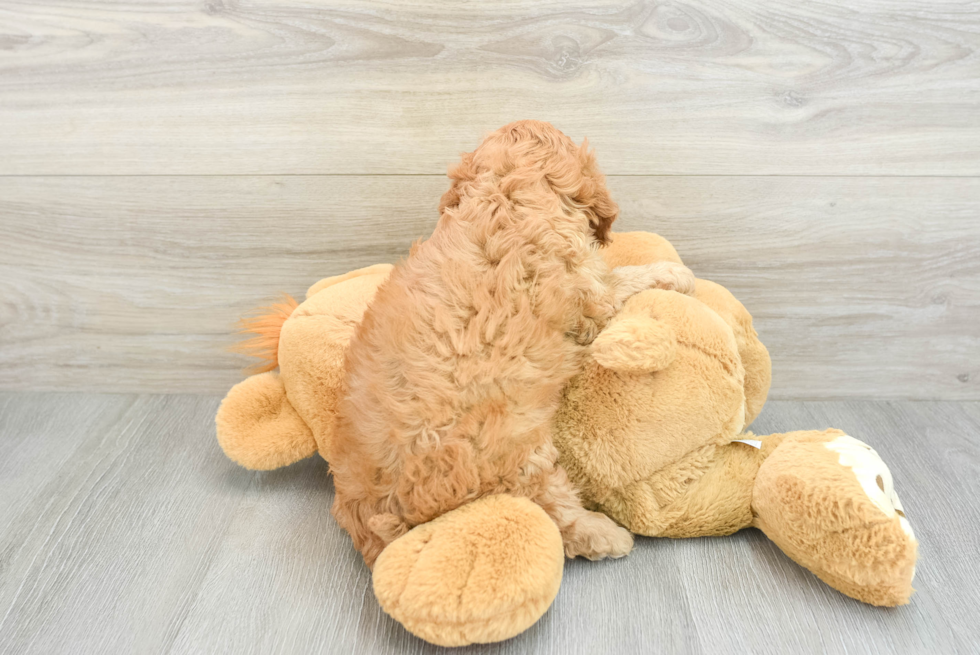 Popular Cavapoo Poodle Mix Pup