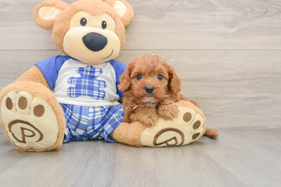 Cavapoo Puppy for Adoption