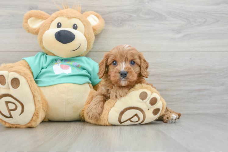 Adorable Cavalier King Charles Spaniel and Poodle Mix Poodle Mix Puppy