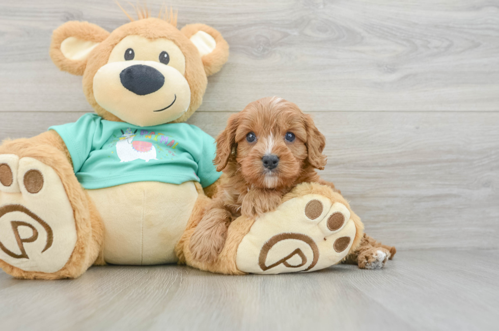 6 week old Cavapoo Puppy For Sale - Pilesgrove Pups