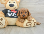 8 week old Cavapoo Puppy For Sale - Pilesgrove Pups
