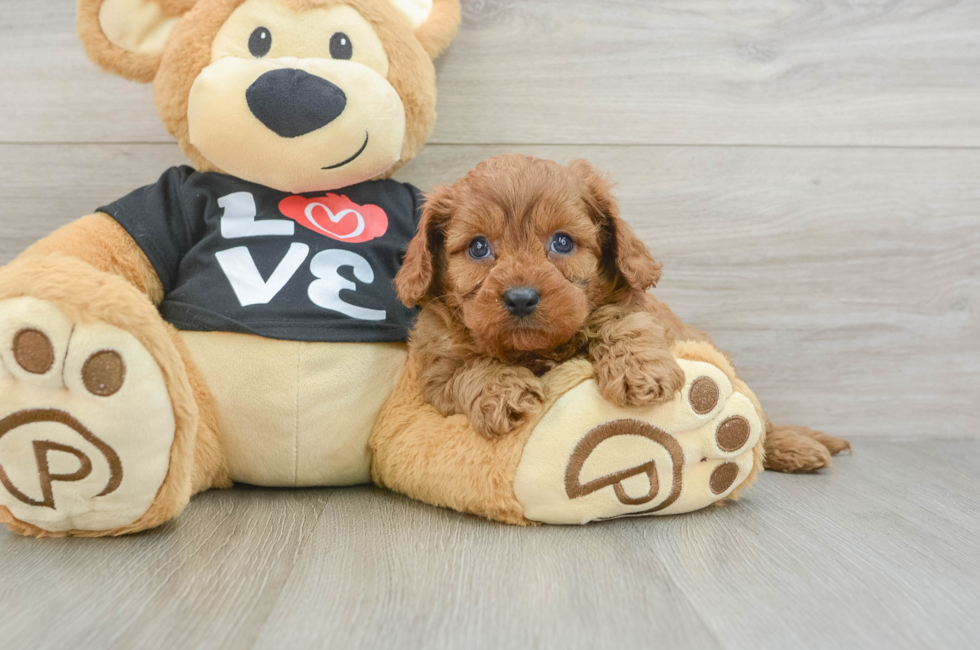 6 week old Cavapoo Puppy For Sale - Pilesgrove Pups