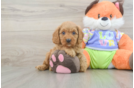 Best Cavapoo Baby