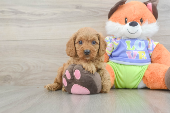 Best Cavapoo Baby