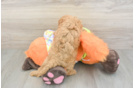 Popular Cavapoo Poodle Mix Pup