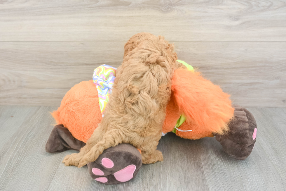 Popular Cavapoo Poodle Mix Pup