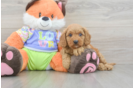 Playful Cavapoodle Poodle Mix Puppy
