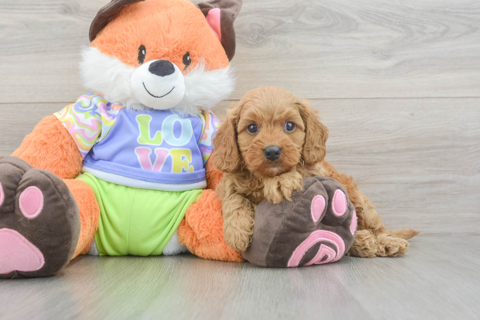 Playful Cavapoodle Poodle Mix Puppy