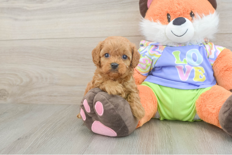 Cavapoo Puppy for Adoption
