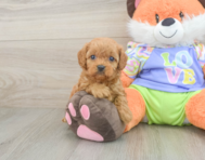 7 week old Cavapoo Puppy For Sale - Pilesgrove Pups