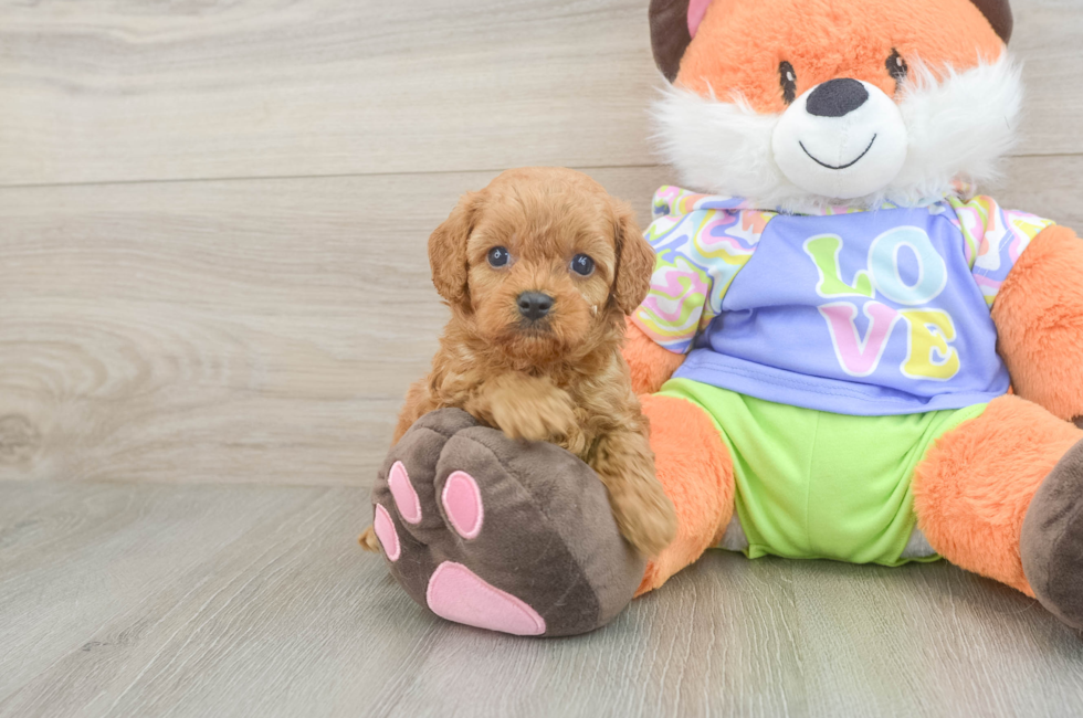 6 week old Cavapoo Puppy For Sale - Pilesgrove Pups