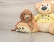 9 week old Cavapoo Puppy For Sale - Pilesgrove Pups
