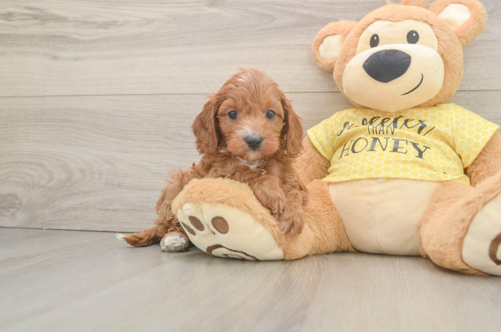 7 week old Cavapoo Puppy For Sale - Pilesgrove Pups