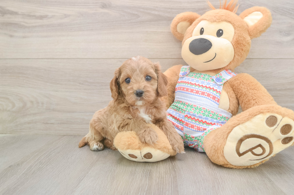 5 week old Cavapoo Puppy For Sale - Pilesgrove Pups
