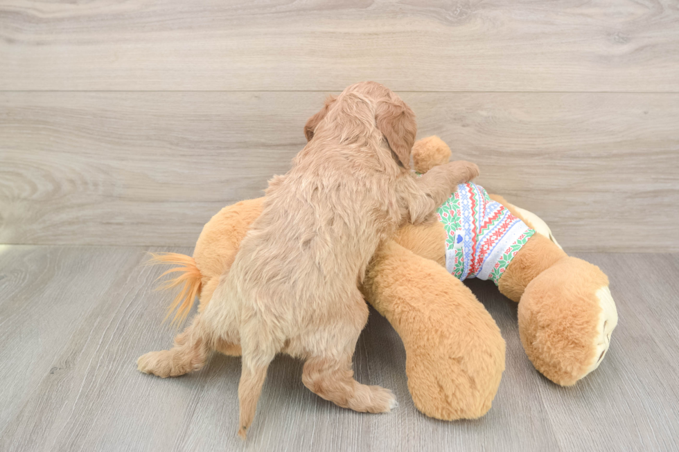 Petite Cavapoo Poodle Mix Pup