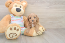 Cavapoo Pup Being Cute