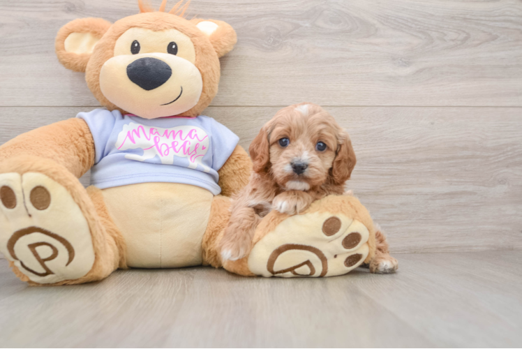 Cavapoo Pup Being Cute