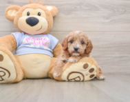 7 week old Cavapoo Puppy For Sale - Pilesgrove Pups