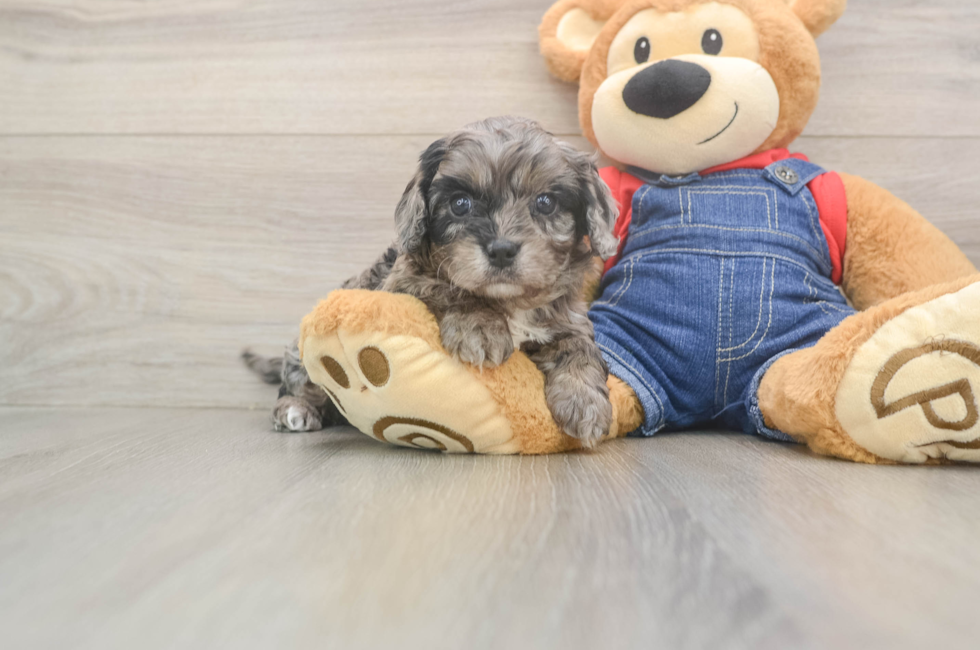 5 week old Cavapoo Puppy For Sale - Pilesgrove Pups