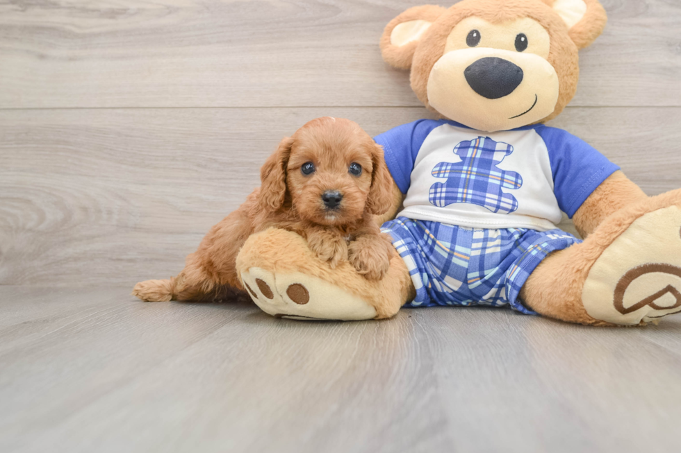 Popular Cavapoo Poodle Mix Pup
