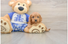 Cavapoo Puppy for Adoption