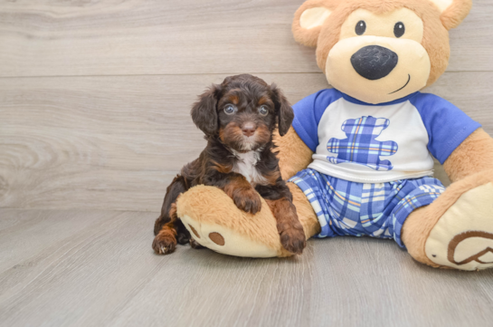 Playful Cavapoodle Poodle Mix Puppy