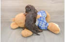 Cavapoo Puppy for Adoption