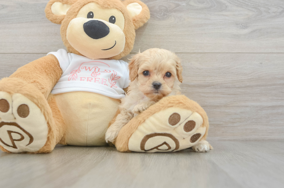 6 week old Cavapoo Puppy For Sale - Pilesgrove Pups