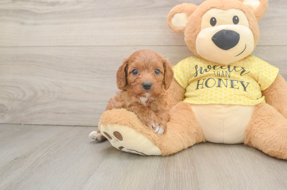 7 week old Cavapoo Puppy For Sale - Pilesgrove Pups