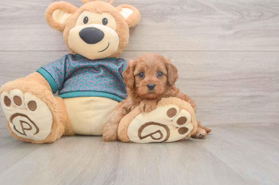 5 week old Cavapoo Puppy For Sale - Pilesgrove Pups