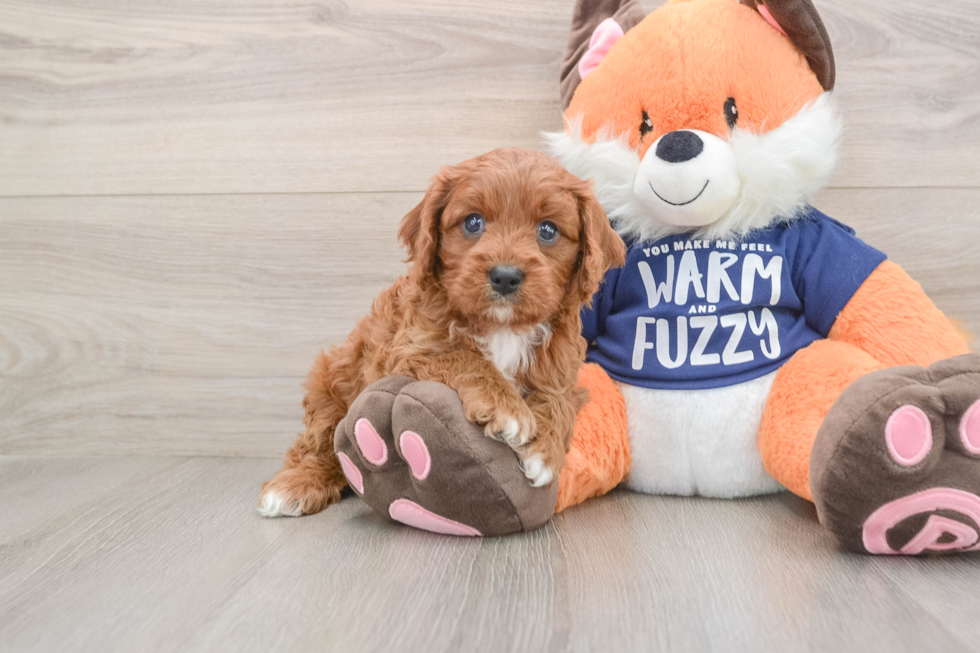 Small Cavapoo Baby