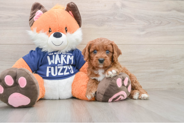 Petite Cavapoo Poodle Mix Pup