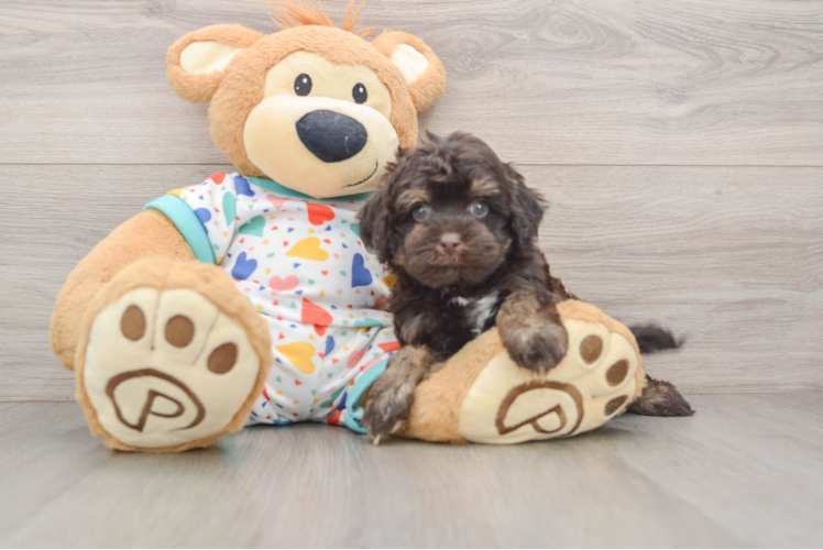 Cavapoo Puppy for Adoption