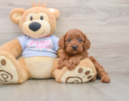 7 week old Cavapoo Puppy For Sale - Pilesgrove Pups