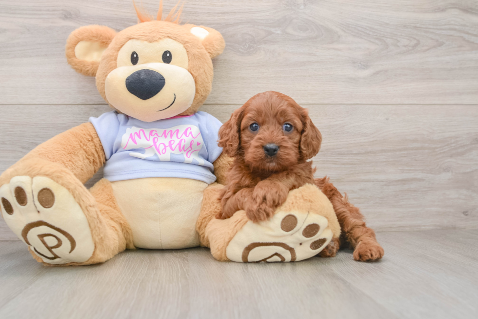 Cavapoo Puppy for Adoption