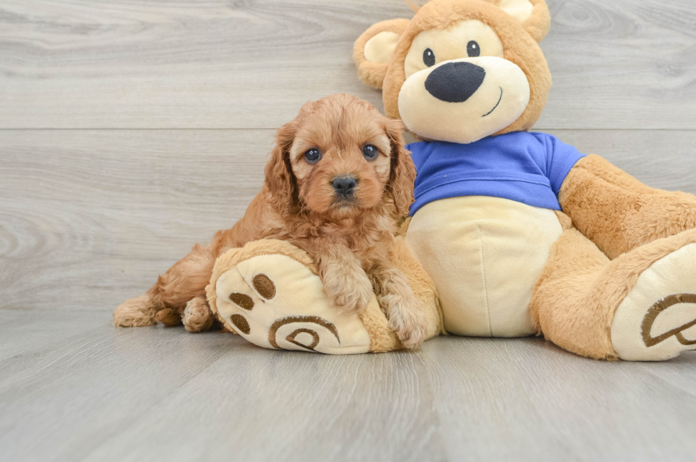 6 week old Cavapoo Puppy For Sale - Pilesgrove Pups