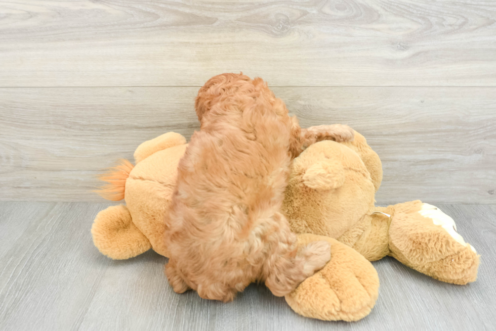 Cavapoo Pup Being Cute