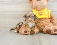 8 week old Cavapoo Puppy For Sale - Pilesgrove Pups