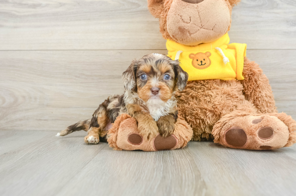 8 week old Cavapoo Puppy For Sale - Pilesgrove Pups