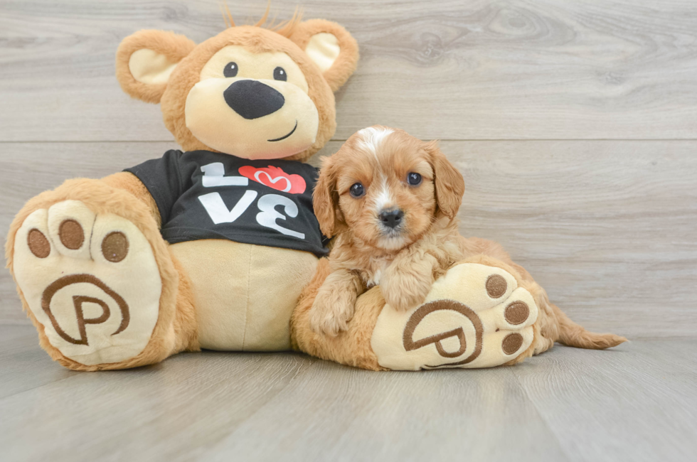 6 week old Cavapoo Puppy For Sale - Pilesgrove Pups