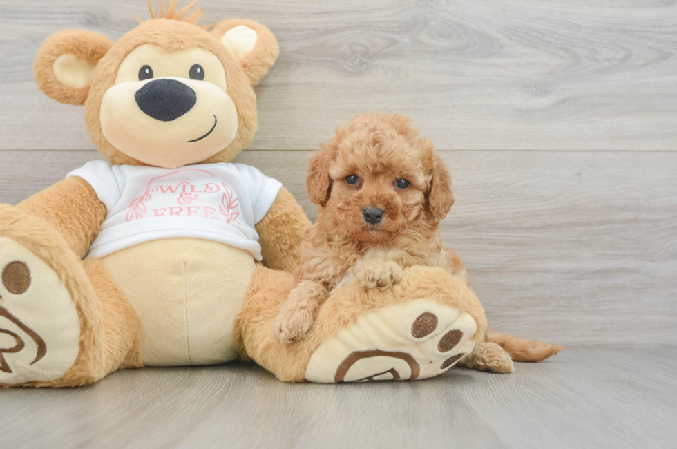 6 week old Cavapoo Puppy For Sale - Pilesgrove Pups