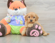 7 week old Cavapoo Puppy For Sale - Pilesgrove Pups