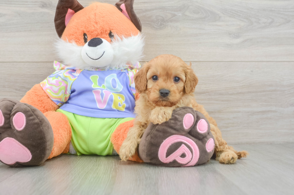6 week old Cavapoo Puppy For Sale - Pilesgrove Pups