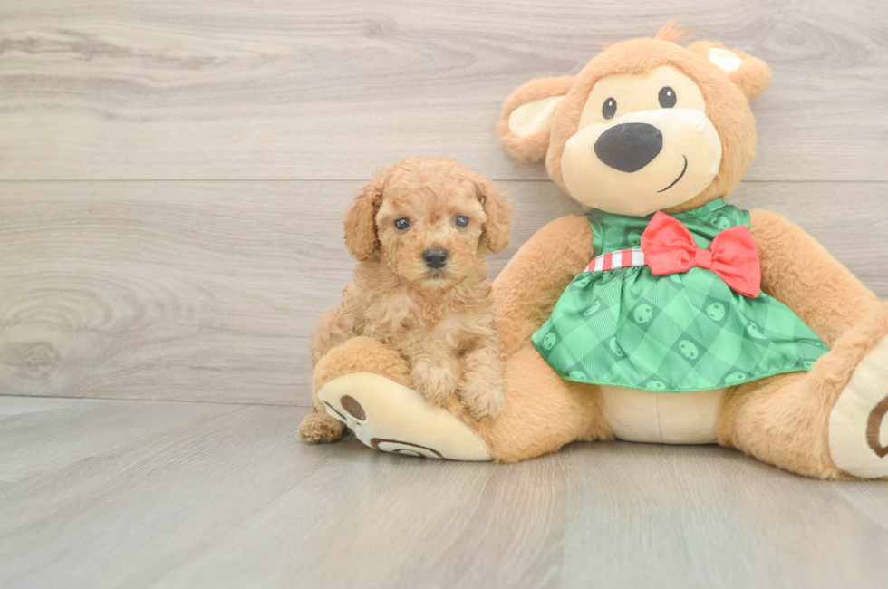 5 week old Cavapoo Puppy For Sale - Pilesgrove Pups