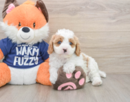 8 week old Cavapoo Puppy For Sale - Pilesgrove Pups