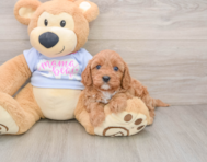 7 week old Cavapoo Puppy For Sale - Pilesgrove Pups