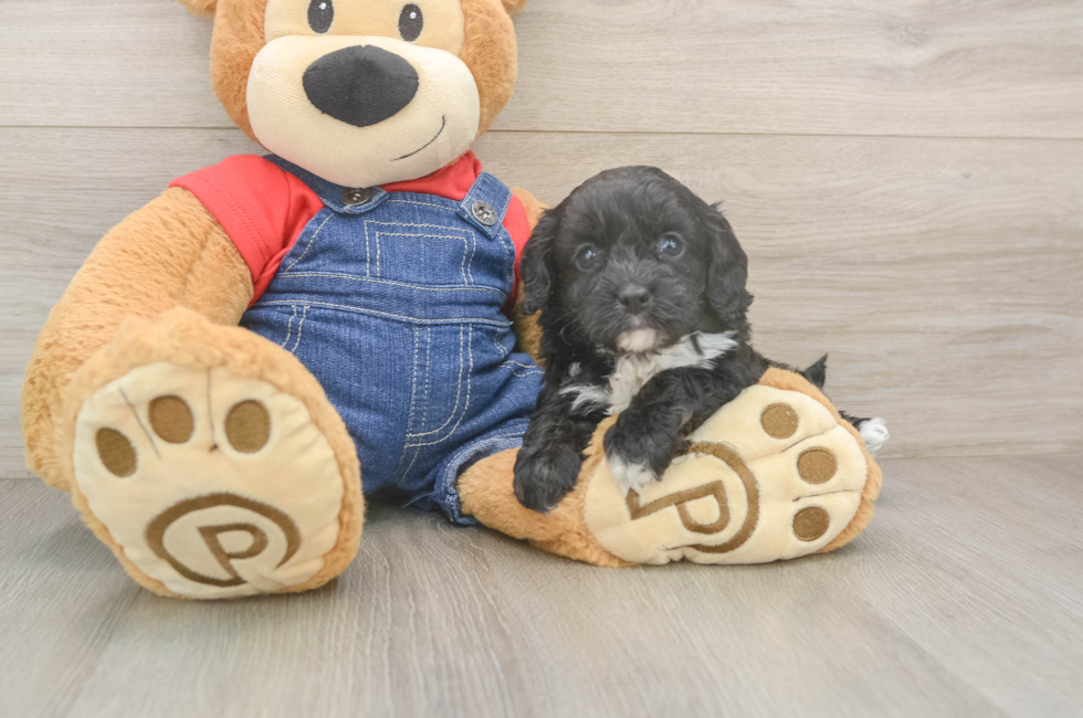 5 week old Cavapoo Puppy For Sale - Pilesgrove Pups